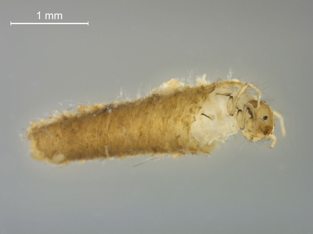 Ceraclea senilis